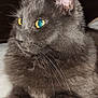 animal, cat, closeup, curious, cute, domestic_cat, feline, fluffy_fur, gray_cat, indoor, mammal, pet, portrait, relaxed, resting, side_view, sleepy, soft_blanket, whiskers, yellow_eyes