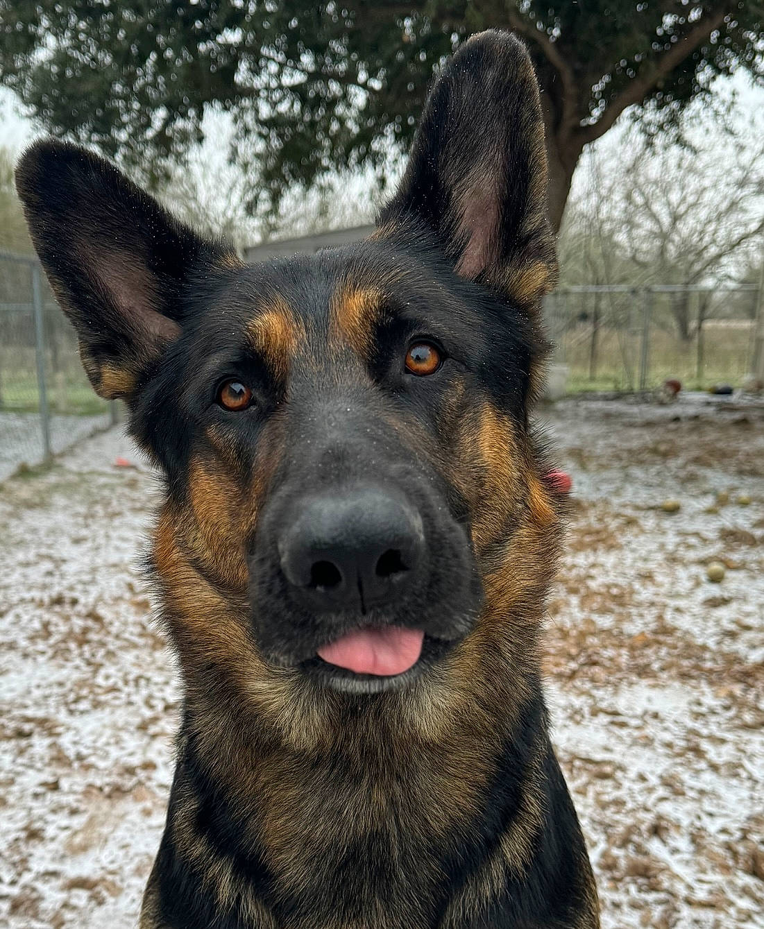 Storm Trooper joined the competition — help win amazing prizes! canidae, carnivore, dog, dog_breed, east_european_shepherd, fur, german_shepherd_dog, guard_dog, herding_dog, king_shepherd, old_german_shepherd_dog, snow, sporting_group, tree, whiskers, working_animal, working_dog