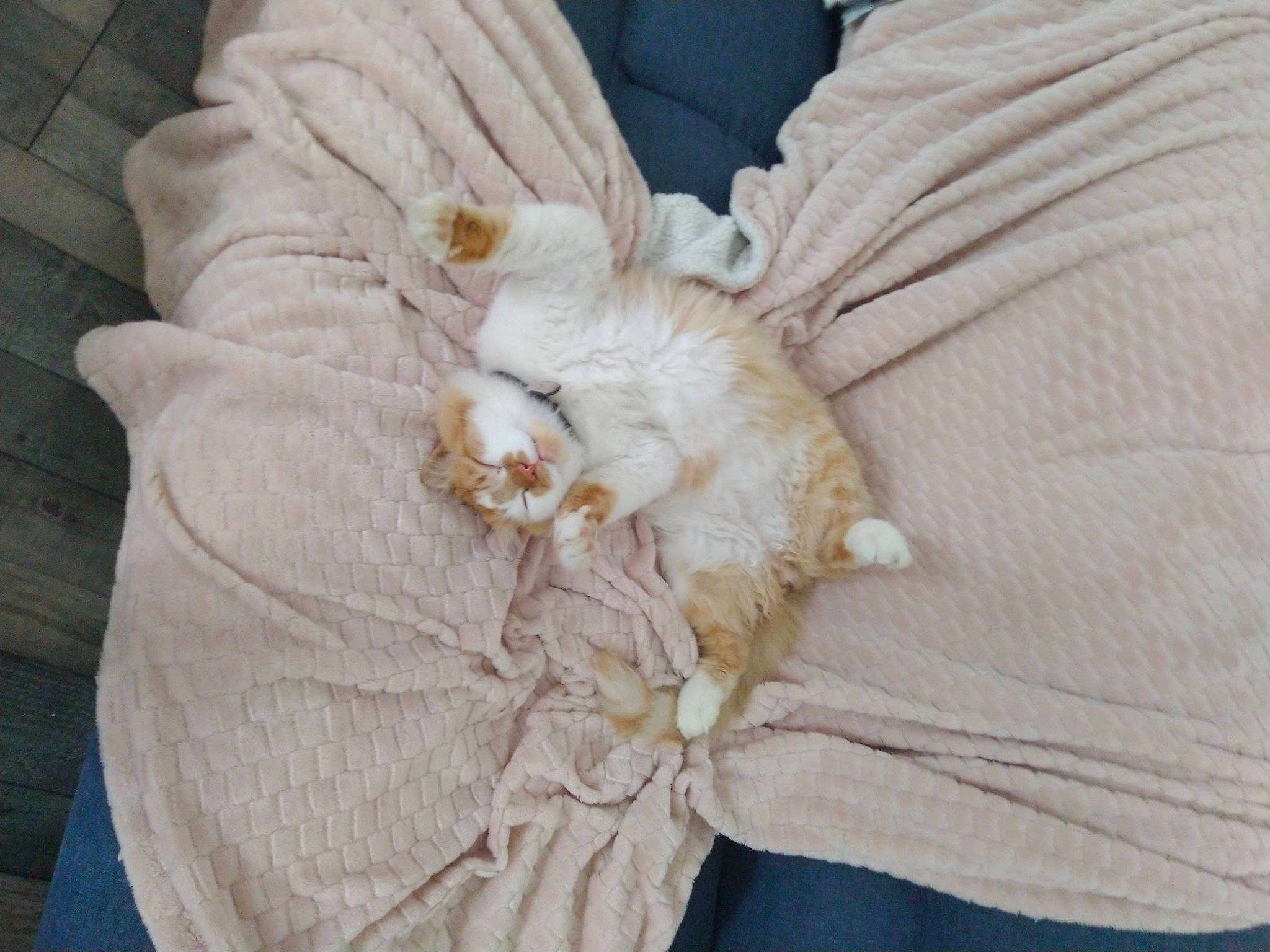 Boulette a rejoint le concours — aidez-le/la à gagner de superbes lots ! beige, comfort, elephant_garlic, felidae, fur, linens, natural_material, pattern, peach, stitch, thread, vegetable, wood, wool, woven_fabric