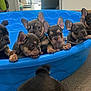 puppy, dog, french_bulldog, blue_pool, indoor, carpet, cute, pets, animal, young_dog, group, playful, ears, snout, paws, looking, front_view, close_up, pet_bed, domestic_animal