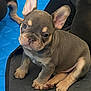 puppy, french_bulldog, dog, pet, cute, sitting, indoor, animal, young, small, ears, paw, floor, mat, resting, companion, fur, adorable, canine, playful