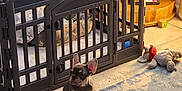 Rumble is registered to the contest to win money with this photo: puppy, french_bulldog, dog, pet_playpen, rug, stuffed_toy, wooden_shelves, indoor, home, floor, sunlight, cozy, bedding, toy, decor, clogs, photo_frame, tile_floor, warm_lighting, quiet