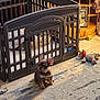 puppy, french_bulldog, dog, pet_playpen, rug, stuffed_toy, wooden_shelves, indoor, home, floor, sunlight, cozy, bedding, toy, decor, clogs, photo_frame, tile_floor, warm_lighting, quiet