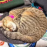 cat, tabby_cat, sleeping, curled_up, pink_collar, whiskers, fur, quilt, blanket, folded_clothes, indoor, cozy, pet, nap, tail, ear, nose, close_up, striped, household