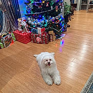 Blessing is registered to the contest to win money with this photo: celebration, christmas_lights, christmas_tree, cozy, decorations, dog, festive, fluffy, gift_boxes, holiday, holiday_season, home, indoor, living_room, ornaments, pet, presents, smiling_dog, white_dog, wooden_floor