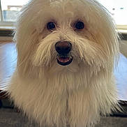 Blessing is registered to the contest to win money with this photo: dog, white_fur, fluffy, pet, smiling, table, indoor, window, sunlight, closeup, animal, cute, friendly, portrait, long_hair, domestic_animal, happy, furry, face, nose