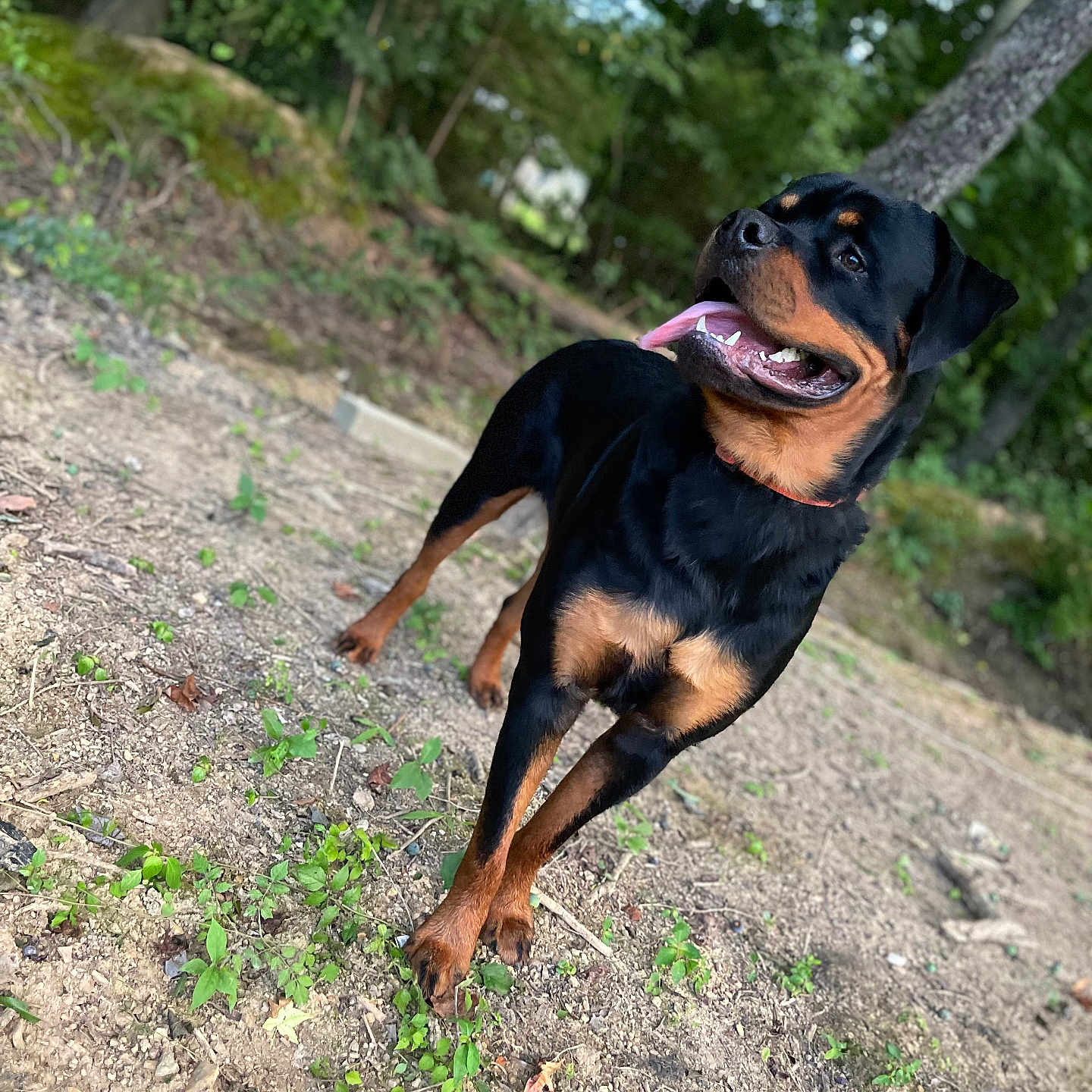 Kane joined the competition — help win amazing prizes! animal, canine, dog, face, grass, grove, head, hound, land, nature, outdoors, person, pet, photography, plant, puppy, soil, tree, vegetation, woodland