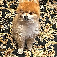 Ozzy joined the competition — help win amazing prizes! dog, small_dog, fluffy_dog, carpet, patterned_carpet, indoors, pet, canine, fur, cute, curious, standing, brown, white, animal, companion, domestic_animal, portrait, home, floor