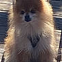 dog, pomeranian, fluffy, pet, outdoor, wooden_deck, sunlight, shadow, small_dog, animal, fur, sitting, alone, daylight, backlit, cute, companion, domestic_animal, portrait, nature