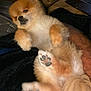 Ozzy is registered to the contest to win money with this photo: dog, pomeranian, pet, fluffy, lying_down, paws, relaxed, indoor, blanket, couch, fur, cute, animal, mammal, companion, small_dog, paw_pads, resting, cozy, domestic