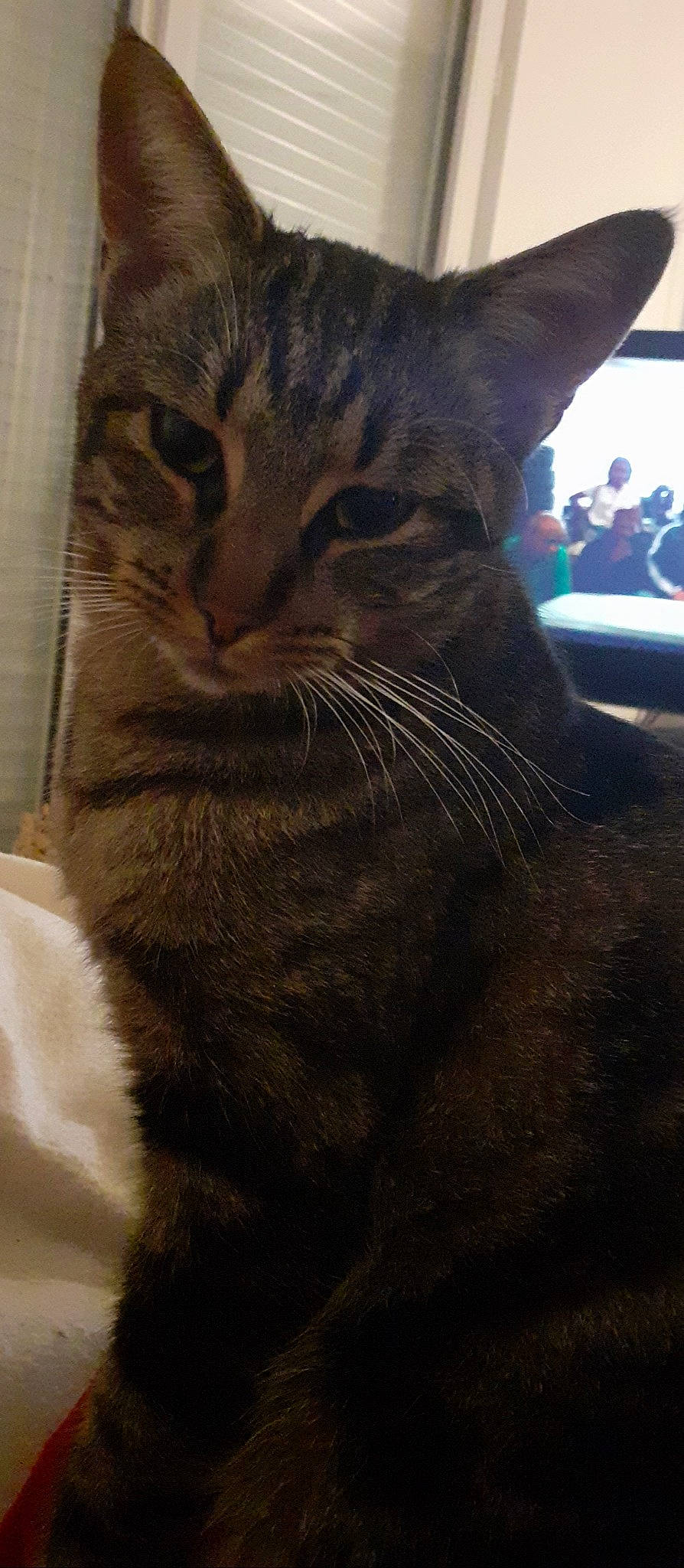 Caprice a rejoint le concours — aidez-le/la à gagner de superbes lots ! asian, carnivore, cat, domestic_short_haired_cat, european_shorthair, felidae, fur, mammal, small_to_medium_sized_cats, snout, tabby_cat, whiskers