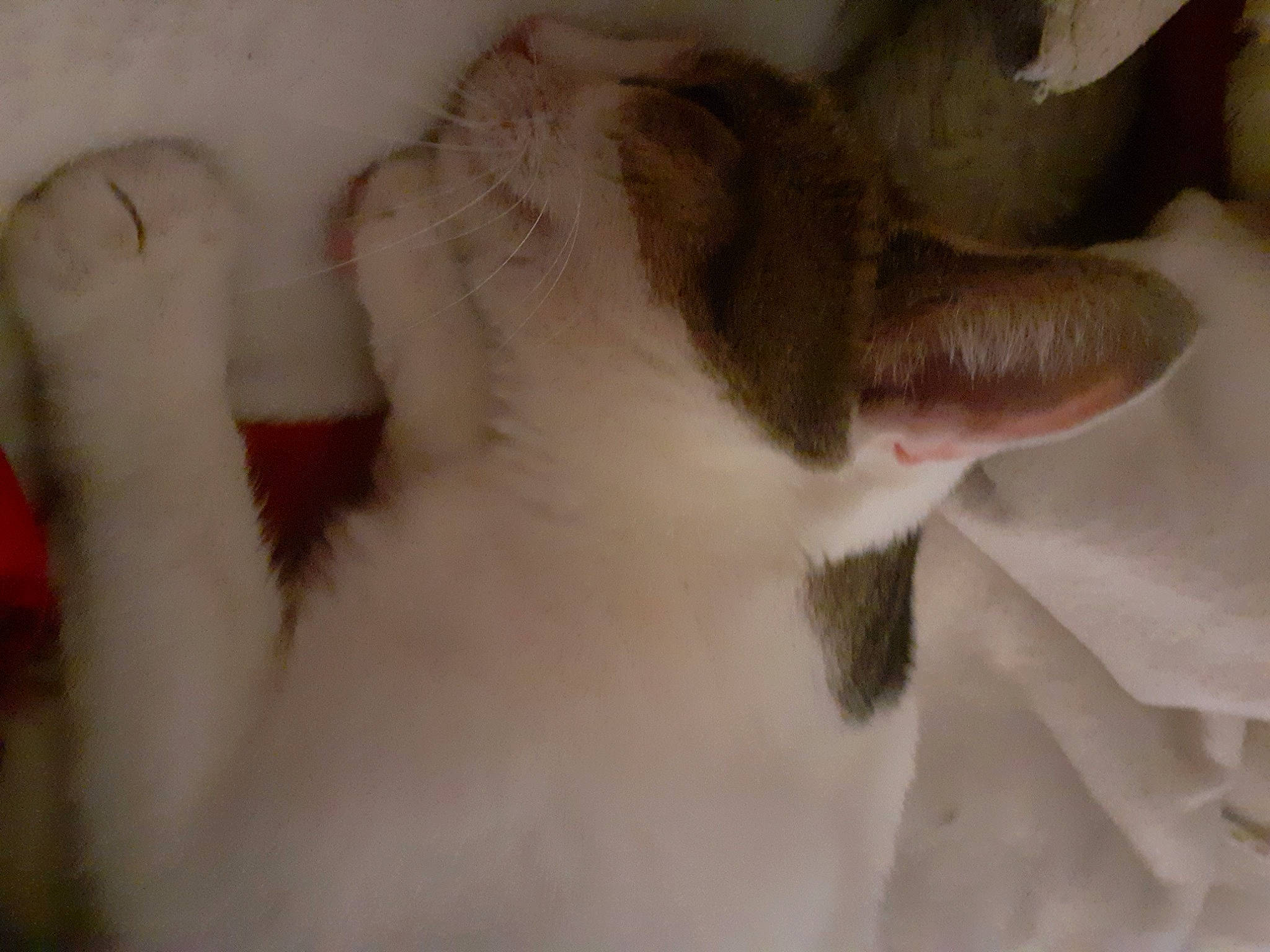 Nuage participe au concours pour gagner de l'argent avec cette photo : ear, fawn