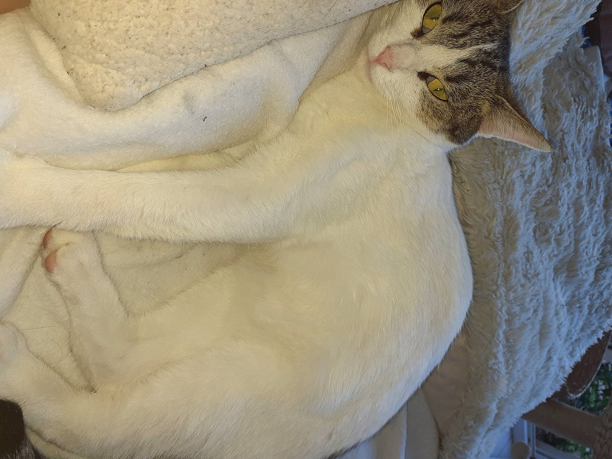 Nuage participe au concours pour gagner de l'argent avec cette photo : fur