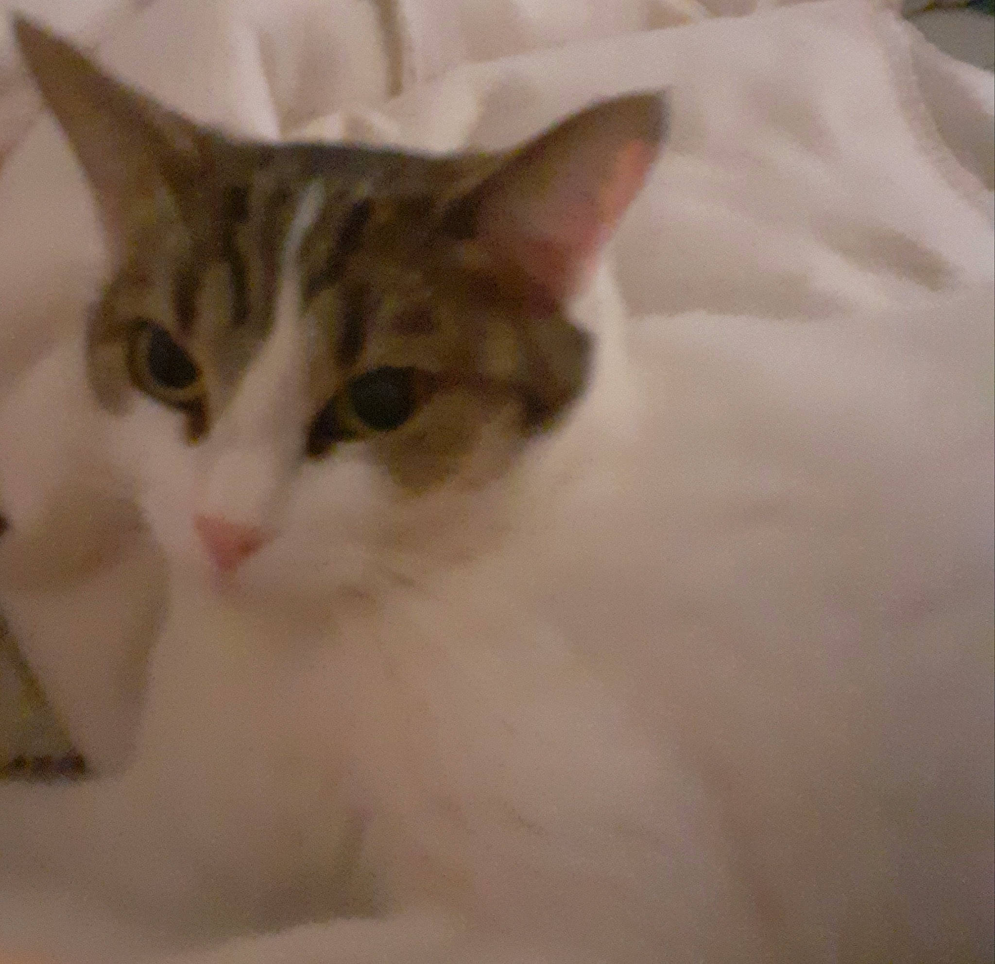 Nuage a rejoint le concours — aidez-le/la à gagner de superbes lots ! aegean_cat, american_wirehair, arabian_mau, asian, australian_mist, carnivore, cat, domestic_short_haired_cat, ear, european_shorthair, eye, felidae, kitten, mammal, ojos_azules, polydactyl_cat, singapura, small_to_medium_sized_cats, vertebrate, whiskers