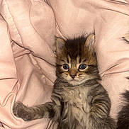 Chunky joined the competition — help win amazing prizes! kitten, cat, tabby, fluffy, pet, animal, cute, pink_blanket, soft, fur, young, indoor, resting, paw, whiskers, eyes, sleepy, cozy, mammal, portrait