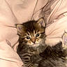 Chunky is registered to the contest to win money with this photo: kitten, cat, tabby, fur, blue_eyes, pet, cute, cozy, soft, fabric, resting, young_animal, whiskers, small, animal, feline, indoors, closeup, adorable, sleepy