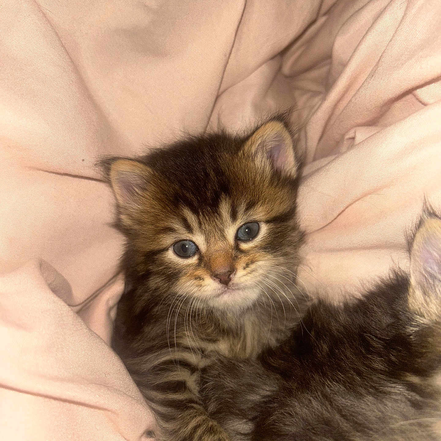 Chunky is registered to the contest to win money with this photo: kitten, cat, tabby, fur, blue_eyes, pet, cute, cozy, soft, fabric, resting, young_animal, whiskers, small, animal, feline, indoors, closeup, adorable, sleepy