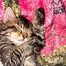 Chunky is registered to the contest to win money with this photo: kitten, cat, sleeping, paw, fur, tabby, cute, pet, animal, cozy, blanket, soft, closeup, whiskers, face, relaxing, nap, feline, indoor, adorable