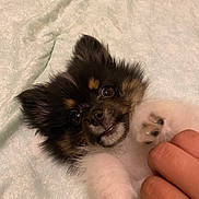 Raider joined the competition — help win amazing prizes! animal, bed, black_fur, blanket, brown_fur, close_up, cute, dog, fluffy, friendly, fur, hand, indoor, lying_down, paw, pet, playful, puppy, small_dog, white_fur