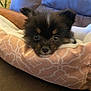 Raider joined the competition — help win amazing prizes! adorable, animal, bed, black, brown, canine, close_up, cozy, cute, dog, fluffy, fur, indoor, looking, pet, puppy, resting, small_dog, soft, young