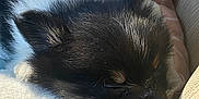 Raider is registered to the contest to win money with this photo: animal, black_and_white, blanket, closeup, cozy, cushion, cute, dog, ears, fur, indoor, nose, peaceful, pet, puppy, resting, sleep, sleeping, soft, sunlight