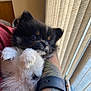Raider joined the competition — help win amazing prizes! arm, black, blinds, closeup, cozy, cute, dog, fluffy, furry, holding, indoor, paw, pet, puppy, relaxed, small, tan, tattoo, watch, window