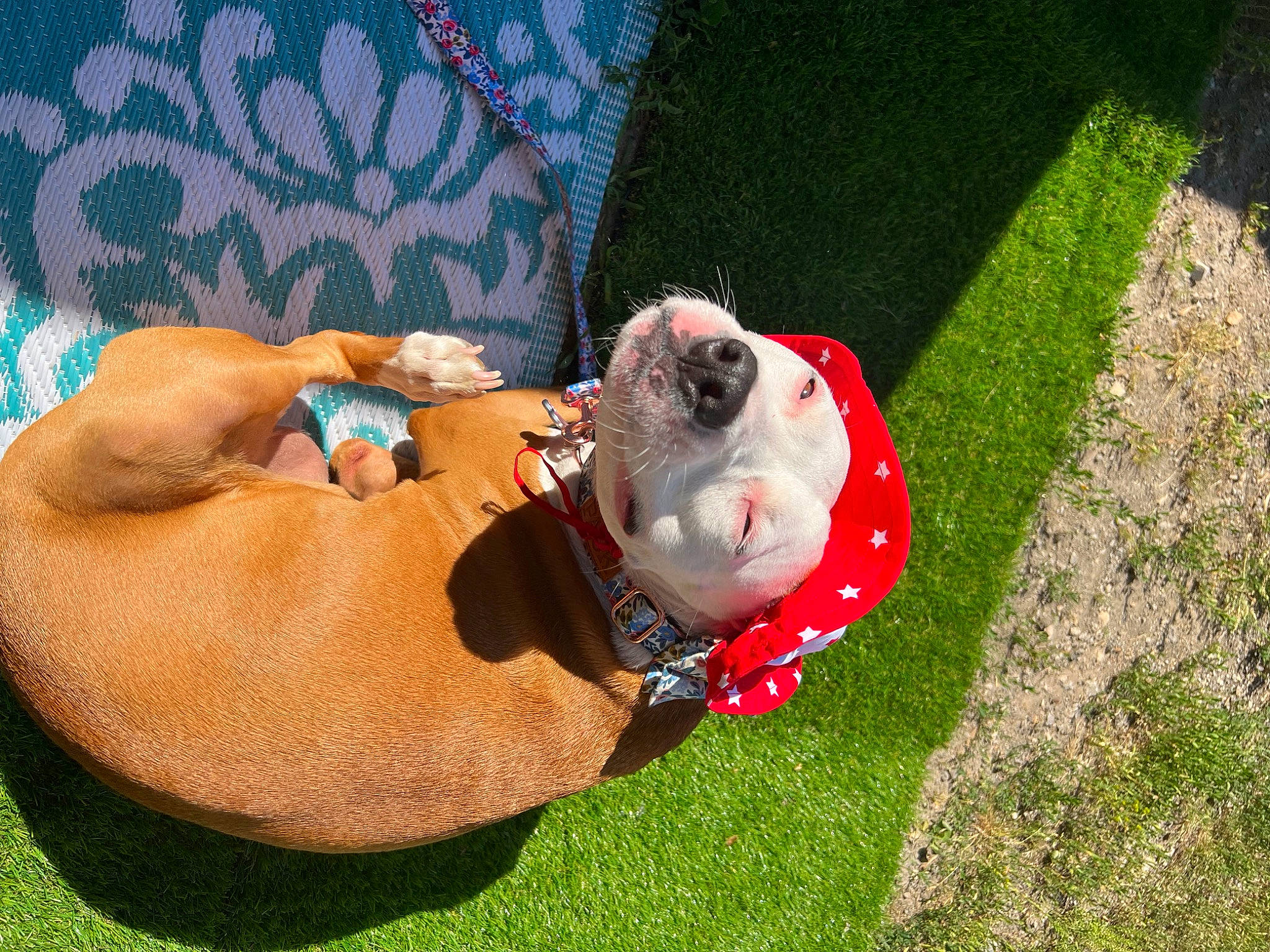 Kaia is registered to the contest to win money with this photo: abdomen, canidae, carnivore, companion_dog, dog, dog_breed, fawn, grass, hat, human_body, lawn_ornament, leisure, plant, recreation, sporting_group, stuffed_toy, sun_hat, sunglasses, teddy_bear, toy