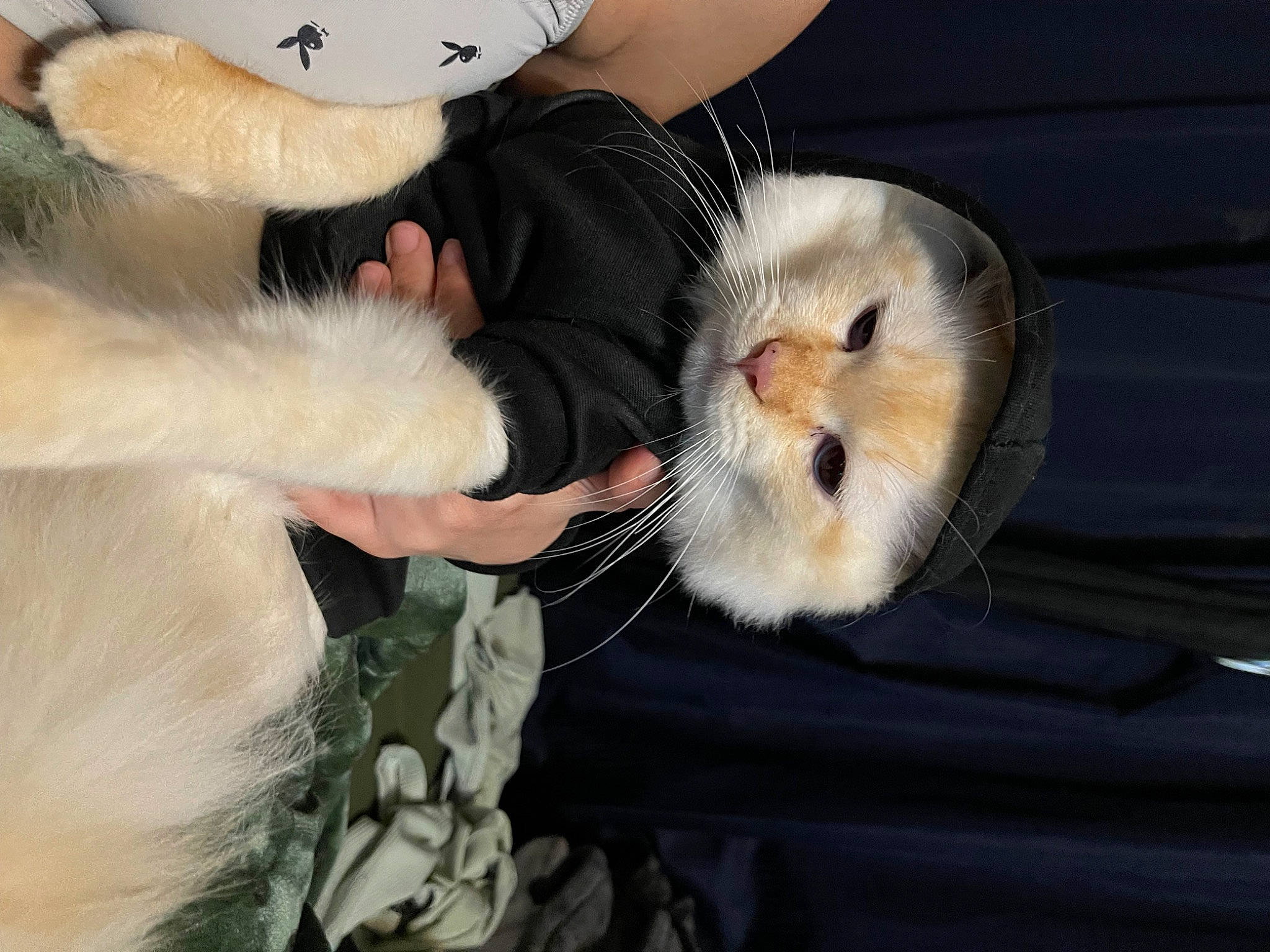 Lucifer is registered to the contest to win money with this photo: canidae, carnivore, cat, claw, comfort, companion_dog, dog_breed, eye, fawn, felidae, gesture, guinea_pig, hamster, paw, rodent, small_to_medium_sized_cats, snout, sporting_group, tail, whiskers