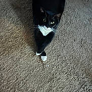 Batman is registered to the contest to win money with this photo: cat, tuxedo_cat, black_and_white, carpet, indoor, pet, feline, animal, crossed_paws, looking_up, curious, resting, domestic_cat, fur, whiskers, ears, eyes, tail, cute, relaxed