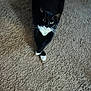 cat, tuxedo_cat, black_and_white, carpet, indoor, pet, feline, animal, crossed_paws, looking_up, curious, resting, domestic_cat, fur, whiskers, ears, eyes, tail, cute, relaxed