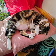 Minette a rejoint le concours — aidez-le/la à gagner de superbes lots ! cat, chair, comfort, cozy, cushion, feline, fur, indoor, paw, pet, pink, plant, relaxing, rest, shadow, sleeping, sunlight, tabby, whiskers, wood