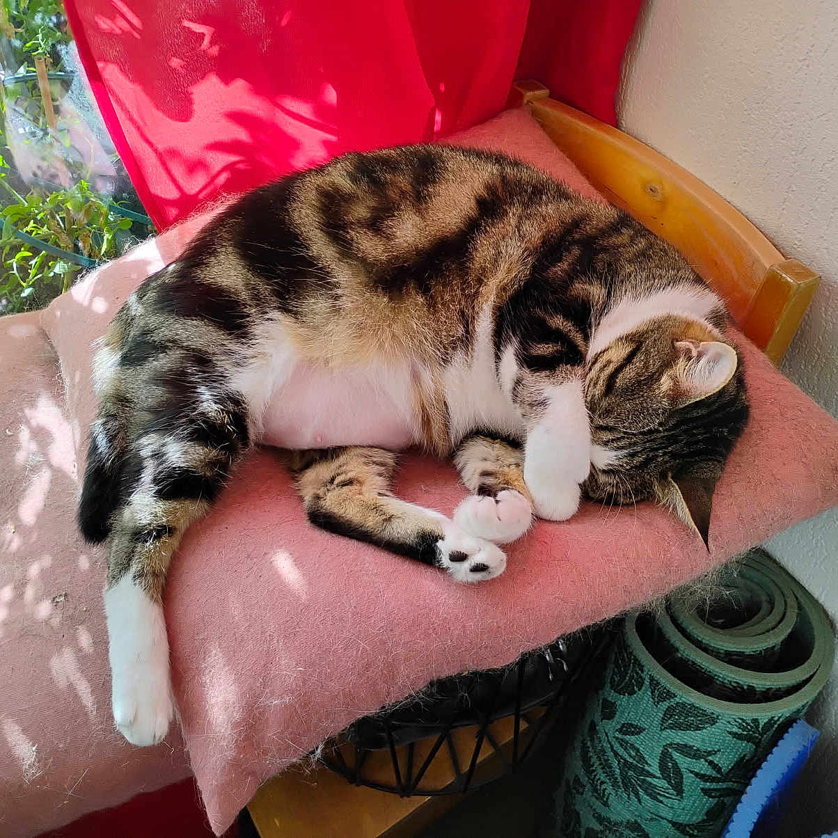 Minette a rejoint le concours — aidez-le/la à gagner de superbes lots ! cat, chair, comfort, cozy, cushion, feline, fur, indoor, paw, pet, pink, plant, relaxing, rest, shadow, sleeping, sunlight, tabby, whiskers, wood