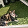 Minette