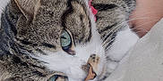 Minette participe au concours pour gagner de l'argent avec cette photo : animal, cat, close_up, collar, comfort, cozy, cute, face, feline, fur, green_eyes, human_arm, indoor, pet, relaxed, resting, soft_surface, tabby_cat, tattoo, whiskers