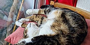 Minette participe au concours pour gagner de l'argent avec cette photo : cat, tabby, stretching, cushion, pink, window, red_curtain, indoor, relaxing, feline, pet, wooden_chair, tree_branch, sunlight, fur, sleepy, cozy, home, resting, comfort