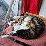 cat, tabby, stretching, cushion, pink, window, red_curtain, indoor, relaxing, feline, pet, wooden_chair, tree_branch, sunlight, fur, sleepy, cozy, home, resting, comfort