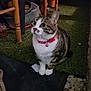 cat, tabby_cat, pet, indoor, collar, pink_collar, bell, furniture, wooden_legs, carpet, green_carpet, floor, domestic_cat, animal, cute, whiskers, looking_up, small, sitting, night