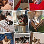 cat, tabby_cat, collage, indoor, outdoor, feline, pet, sleeping, resting, curious, collar, bed, chair, window, blanket, cushion, sunlight, home, relaxed, domestic_animal