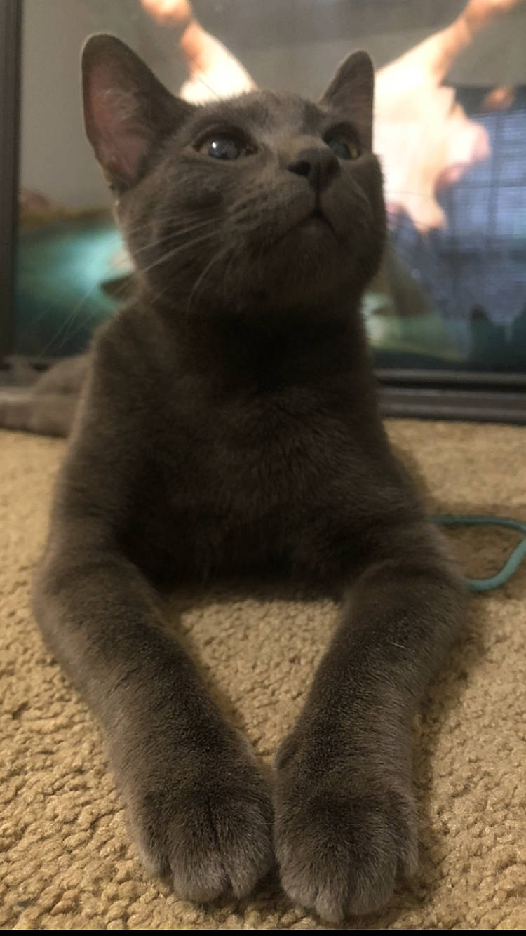 Gelato is registered to the contest to win money with this photo: balance, carnivore, cat, domestic_short_haired_cat, felidae, fur, grey, light, russian_blue, shadow, small_to_medium_sized_cats, snout, tail, terrestrial_animal, whiskers