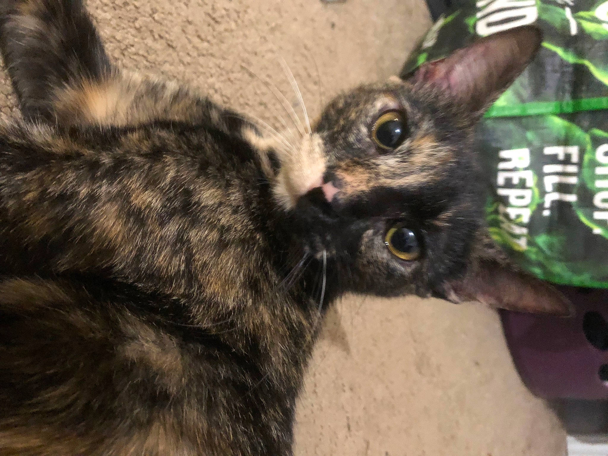 Casino joined the competition — help win amazing prizes! canidae, carnivore, cat, claw, dog_breed, domestic_rabbit, domestic_short_haired_cat, ear, fawn, felidae, fur, gesture, paw, rabbits_and_hares, small_to_medium_sized_cats, snout, tail, terrestrial_animal, whiskers, wildlife