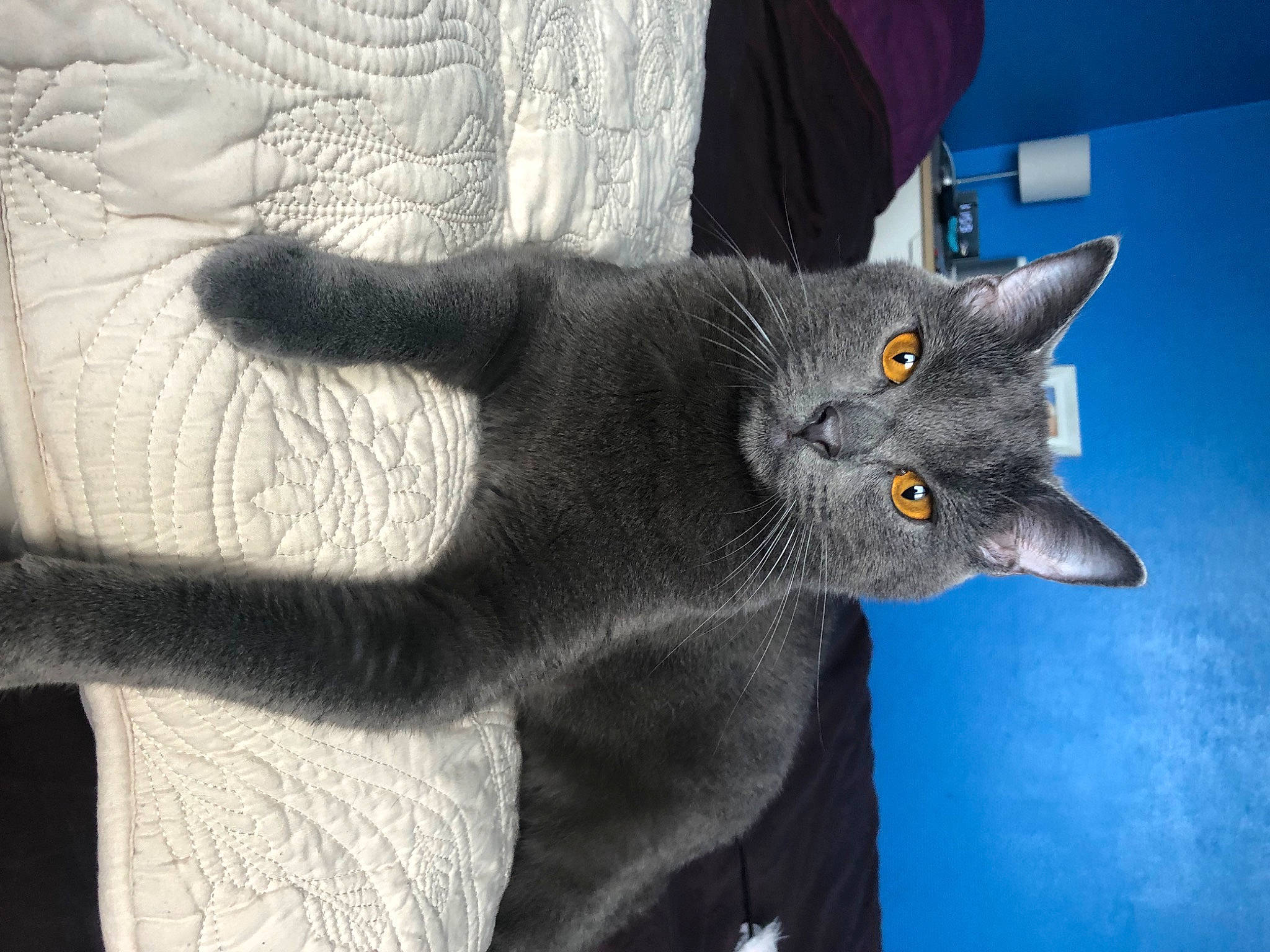 Sydney participe au concours pour gagner de l'argent avec cette photo : black_cat, carnivore, cat, domestic_short_haired_cat, electric_blue, eye, felidae, fur, gesture, grey, head, mammal, plant, russian_blue, small_to_medium_sized_cats, snout, tail, tree, whiskers, window