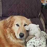Sadie is registered to the contest to win money with this photo: dog, golden_retriever, plush_toy, giraffe, couch, quilted_blanket, indoor, pet, animal, fur, relaxed, comfort, cozy, snuggling, stuffed_animal, brown, beige, home, resting, face