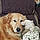 Sadie