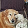 Sadie