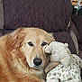 dog, golden_retriever, plush_toy, giraffe, couch, quilted_blanket, indoor, pet, animal, fur, relaxed, comfort, cozy, snuggling, stuffed_animal, brown, beige, home, resting, face