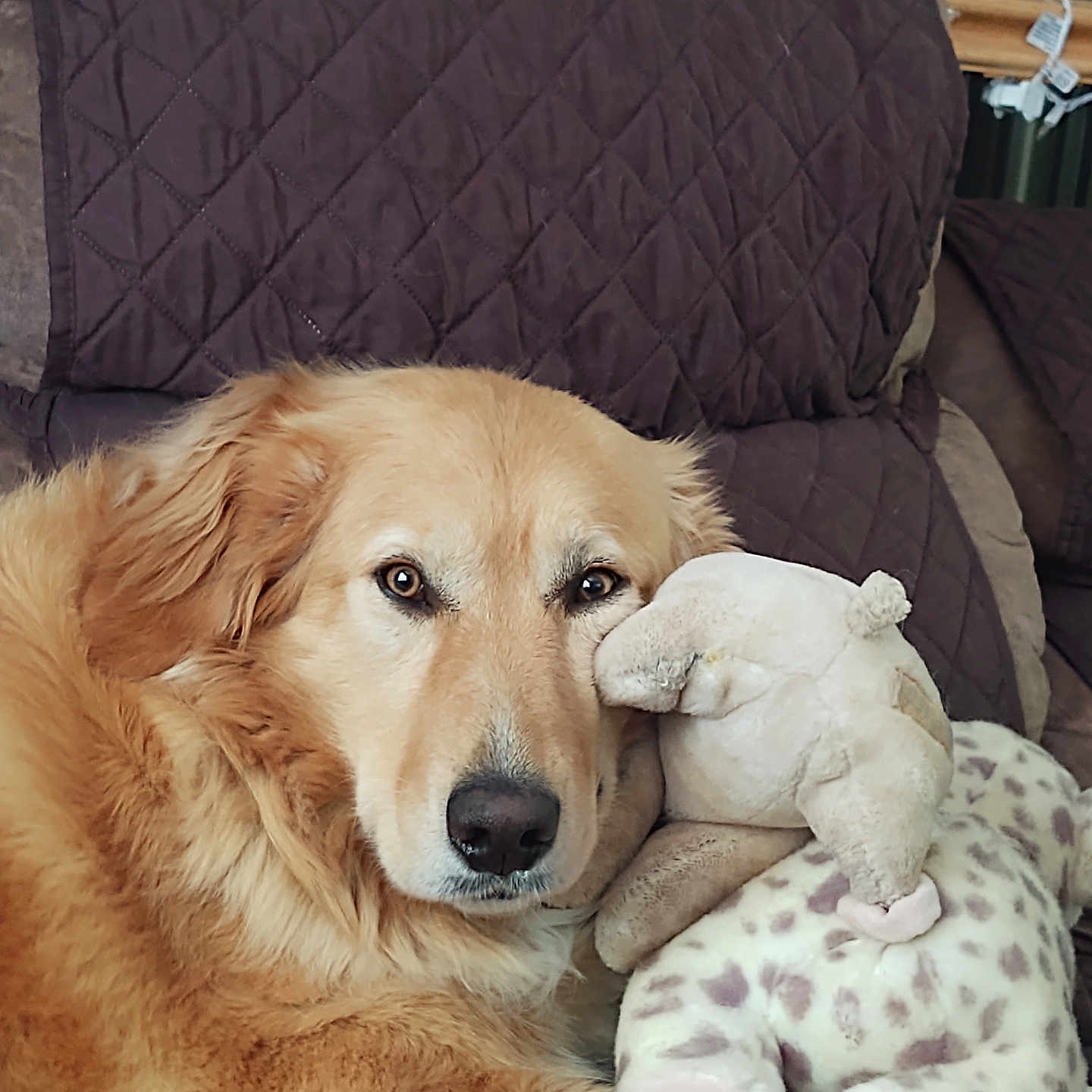 Sadie is registered to the contest to win money with this photo: animal, beige, brown, comfort, couch, cozy, dog, face, fur, giraffe, golden_retriever, home, indoor, pet, plush_toy, quilted_blanket, relaxed, resting, snuggling, stuffed_animal