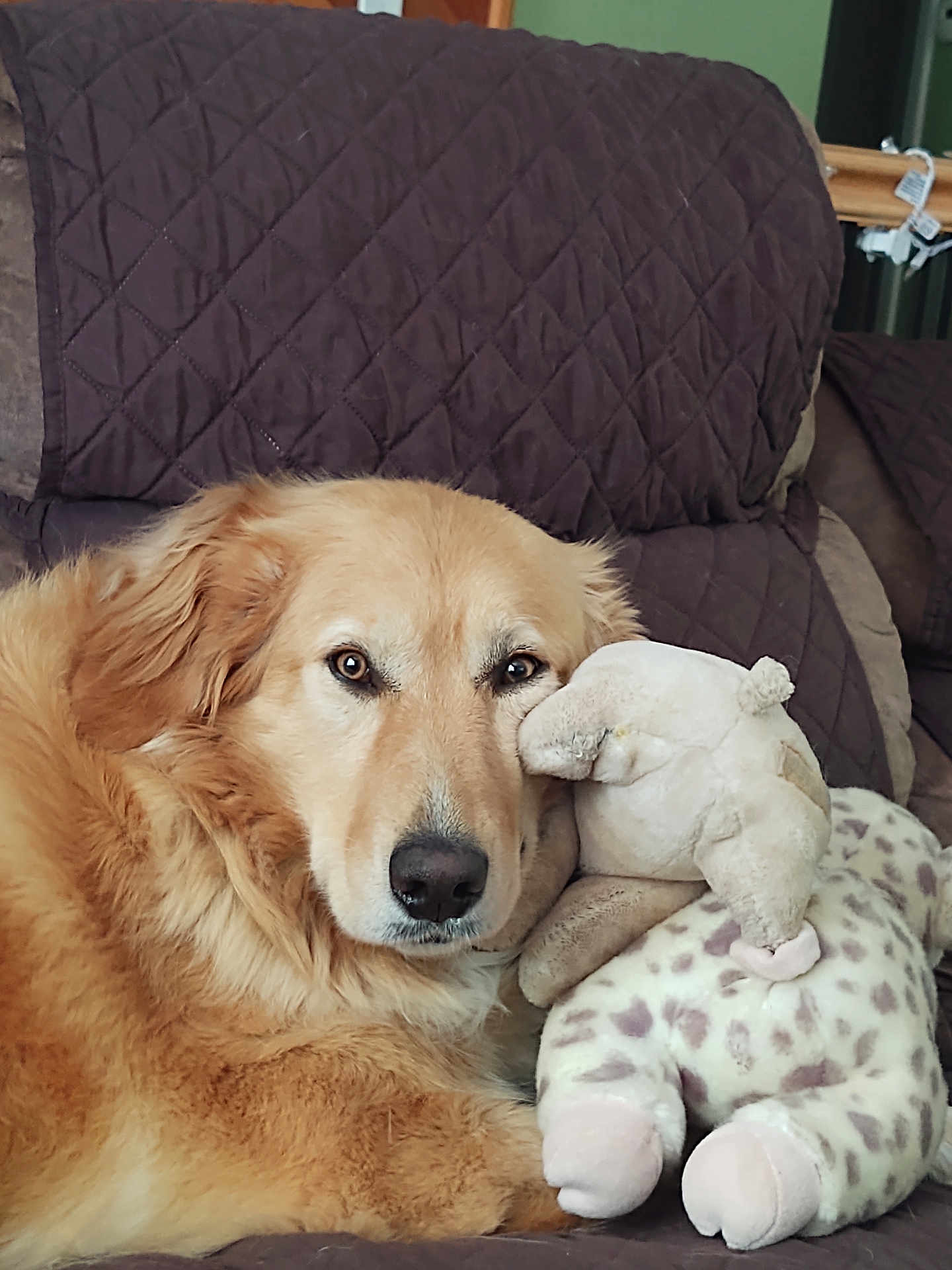 Sadie is registered to the contest to win money with this photo: dog, golden_retriever, plush_toy, giraffe, couch, quilted_blanket, indoor, pet, animal, fur, relaxed, comfort, cozy, snuggling, stuffed_animal, brown, beige, home, resting, face