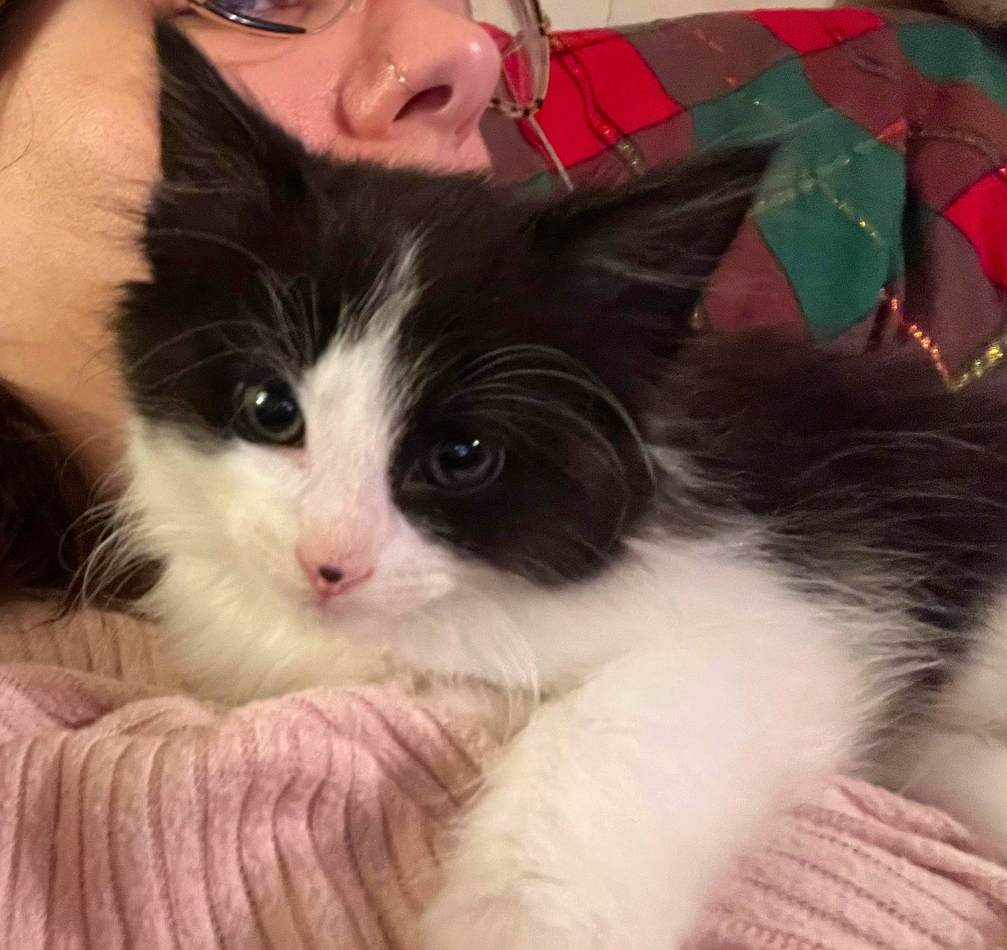 Banner is registered to the contest to win money with this photo: art, carnivore, cat, comfort, domestic_short_haired_cat, eyewear, felidae, fur, happy, iris, lap, leg, love, paw, small_to_medium_sized_cats, snout, tail, tree, whiskers, window