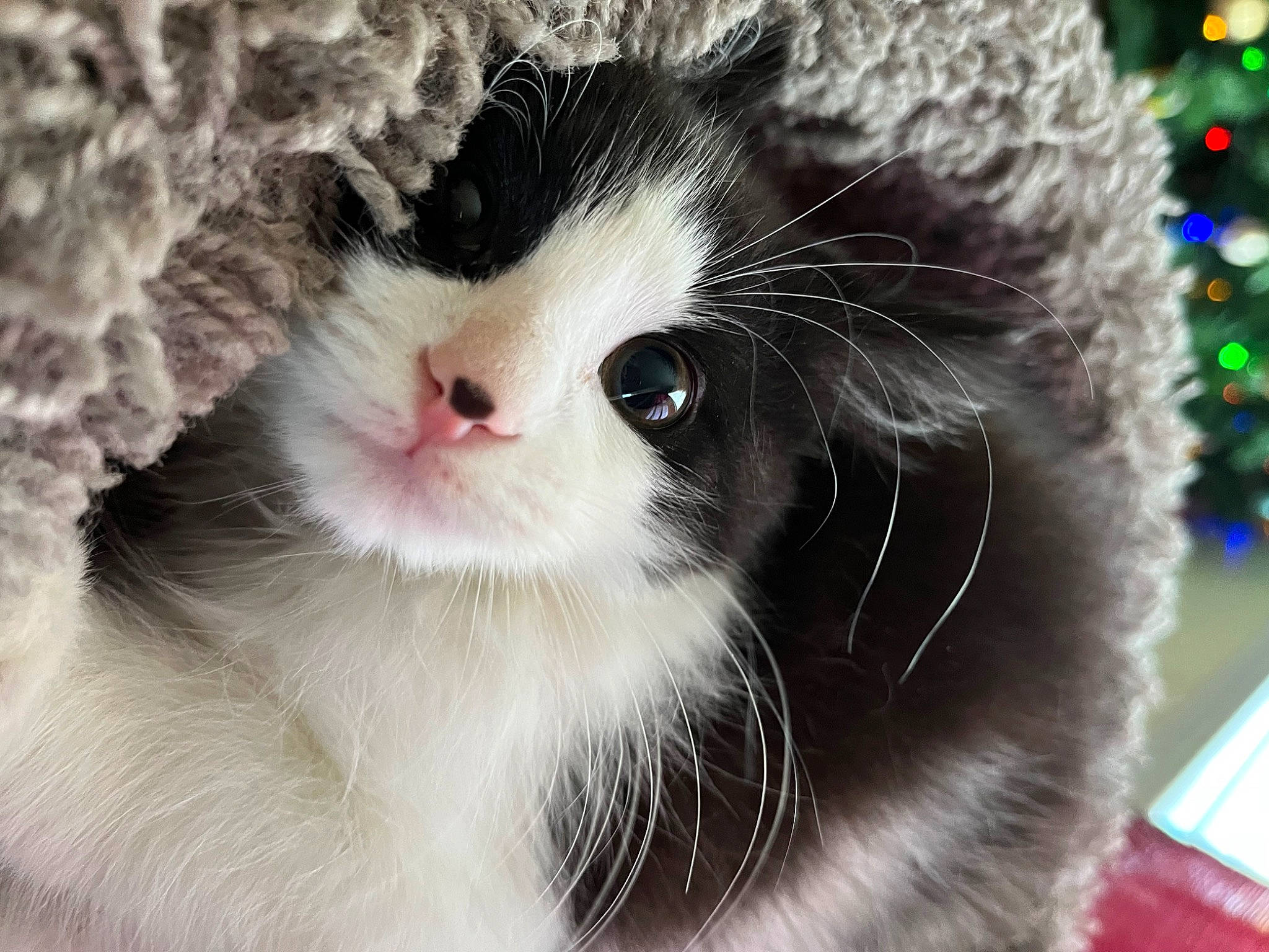 Banner is registered to the contest to win money with this photo: carnivore, cat, close_up, domestic_short_haired_cat, event, eye, felidae, fur, paw, plant, small_to_medium_sized_cats, snout, terrestrial_animal, tree, whiskers