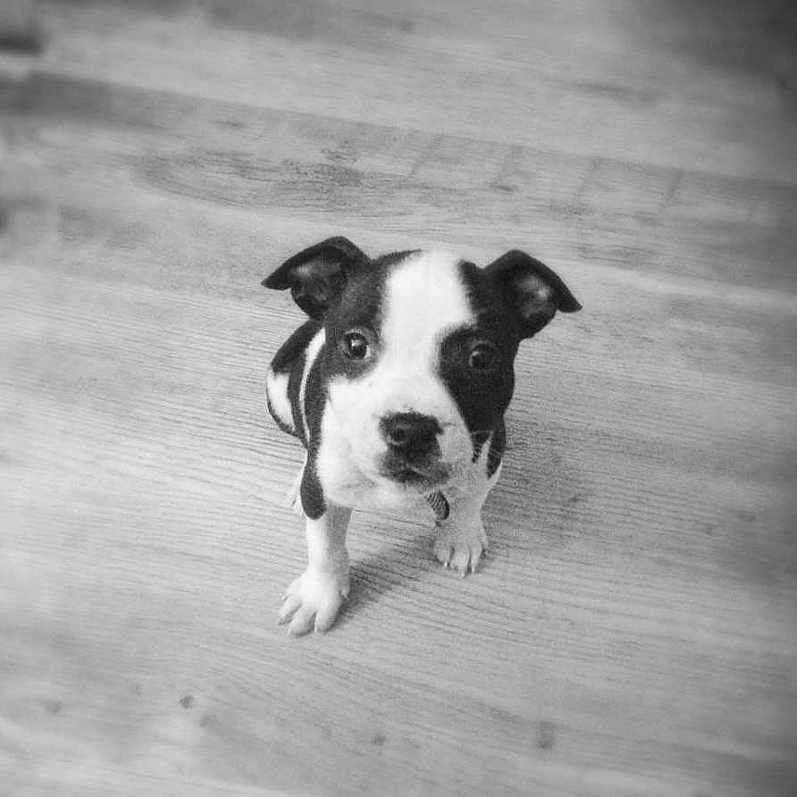 Milo